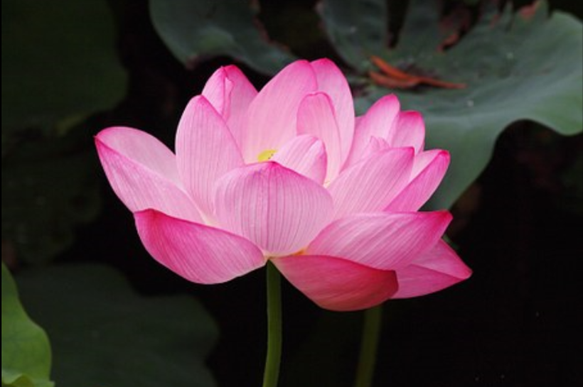 otus Sutra - Intuition in an Ancient Parable